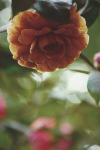 Close-up of flowers blooming outdoors