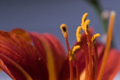 Close-up of flowering plant