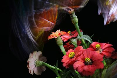 Close-up of red roses against black background