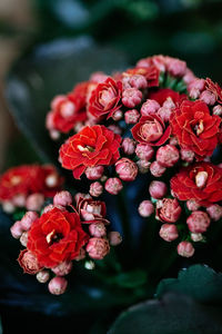 Close-up of red rose bouquet