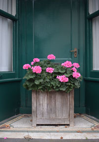 Close-up of pink flower pot