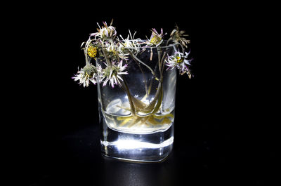 Close-up of flower vase against black background