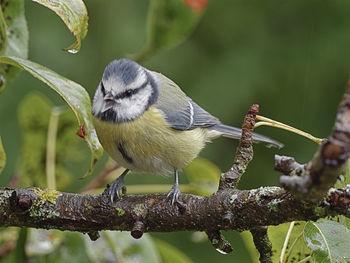 Close-up of bird perching on branch