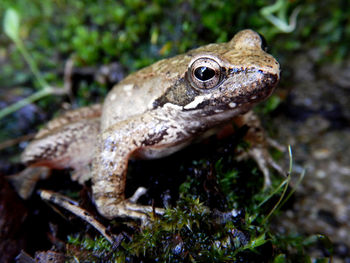 Close-up of frog on land