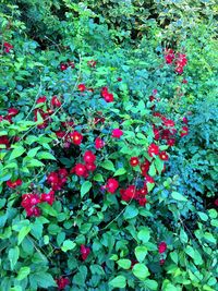 Full frame shot of red plants