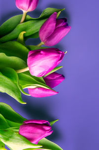 Close-up of green leaves