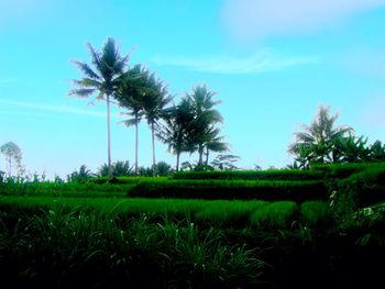Palm trees on field against sky