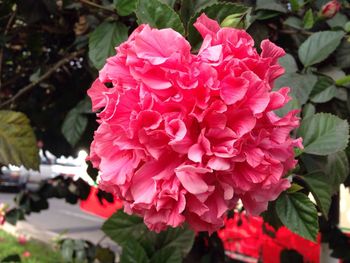 Close-up of pink rose blooming outdoors