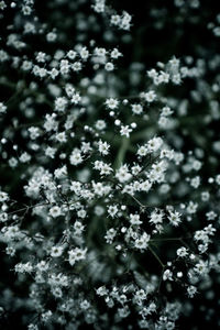 Close-up of white flowering plant on field