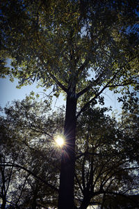 Low angle view of sunlight streaming through tree