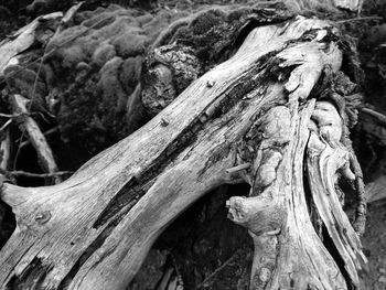 Close-up of log on tree trunk