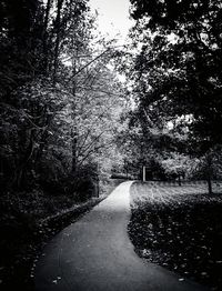 Road passing through forest