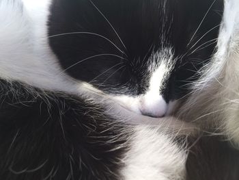 Close-up of cat