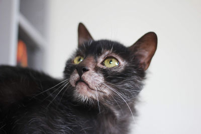 Close-up portrait of a cat