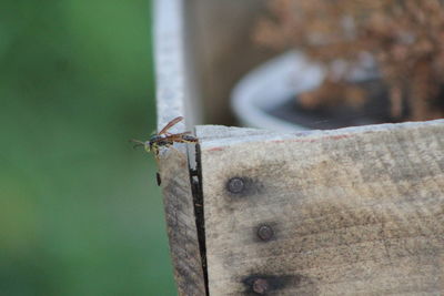 Close-up of ant on leaf