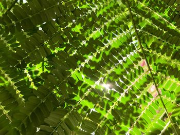 The sun light throungs the green leaves 