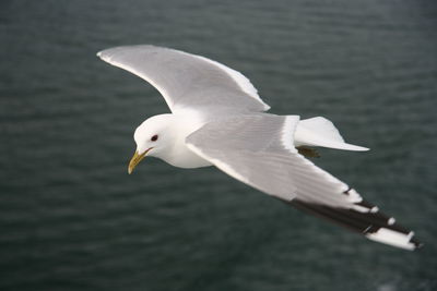 Close-up of seagull flying over water