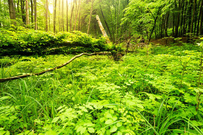 Scenic view of trees in forest