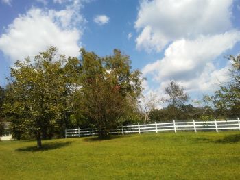 Trees on field against sky