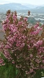 Pink flowers blooming in park