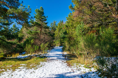 River flowing amidst trees in forest against blue sky