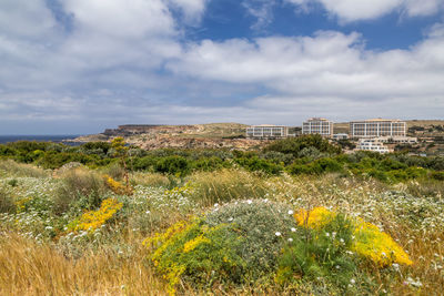 Yellow flowering plants on land against sky