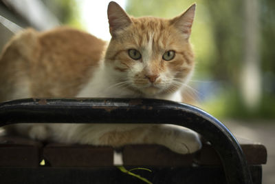 Ginger cat close-up. cat on bench. pet on street. animal in yard.