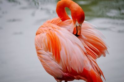 View of a flamingo