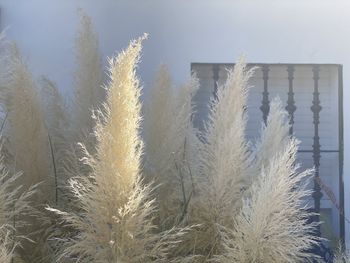 Close-up of stalks on snow covered field