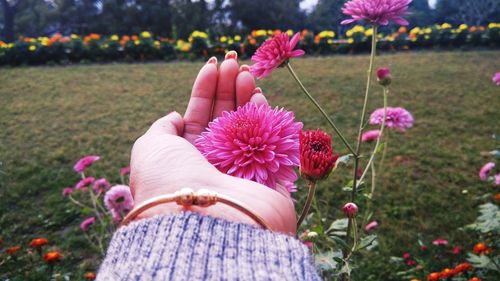 Close-up of hand holding pink flowering plants on field