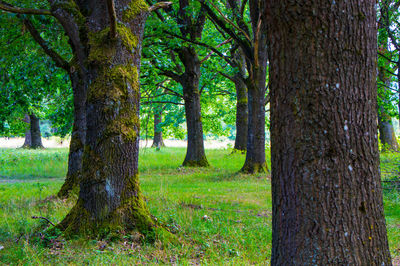 Trees in forest