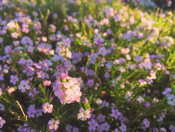 Close-up of flowers blooming outdoors