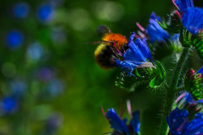 Close-up of bee on purple flower