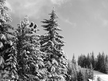 Low angle view of pine tree against sky