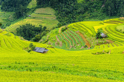 Scenic view of agricultural field