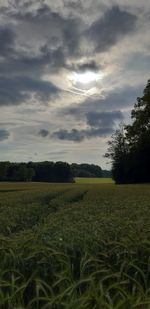 Scenic view of agricultural field against sky