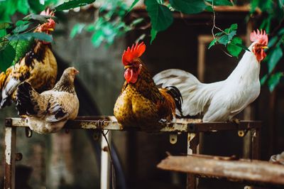 Hens on metallic structure