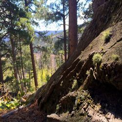 Trees in forest