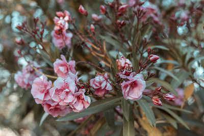 Close-up of pink cherry blossoms