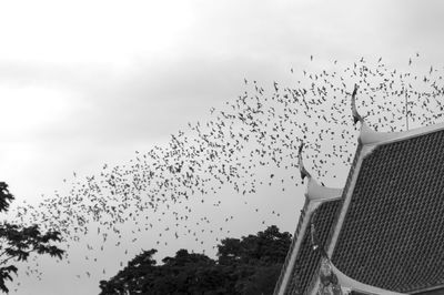 Low angle view of birds flying over the sky