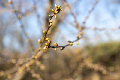 Close-up of flower buds on branch