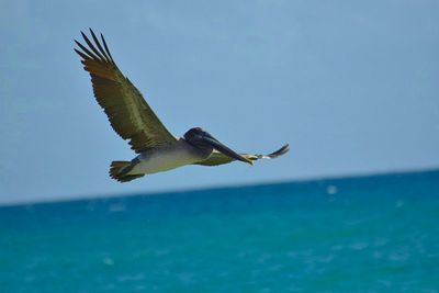 Close-up of bird flying over sea against clear sky