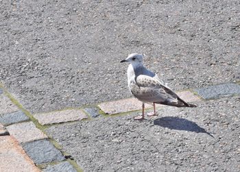 High angle view of seagull perching on road