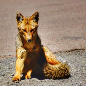 Close-up of a relaxed red fox