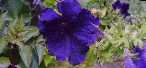 Close-up of purple flowers