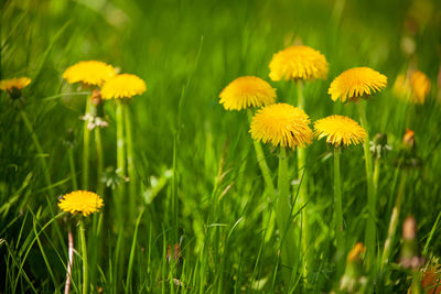 Close-up of yellow flowering plants on field