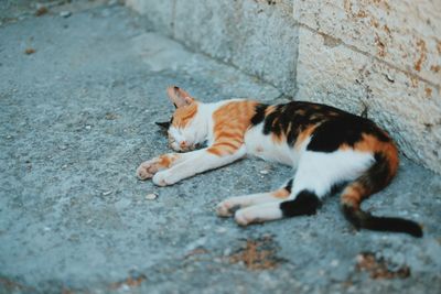 High angle view of stray cat sleeping on sidewalk