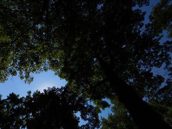 Low angle view of trees against clear blue sky