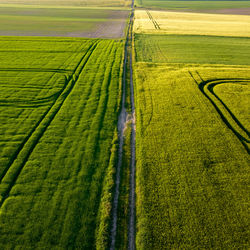 Scenic view of agricultural field