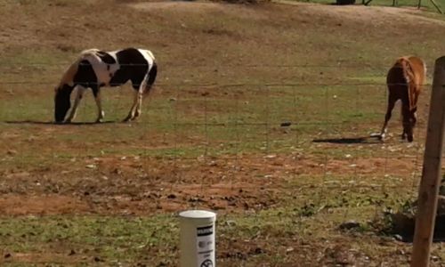 Horse grazing in a field